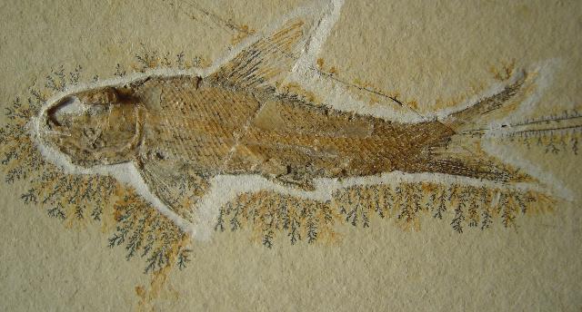 Ophiopsis procera Bild ©